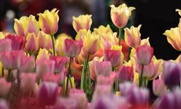 面对情敌时，哪个星座最平静？