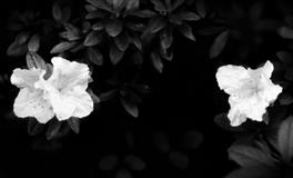 性格佳眼光好，最容易遇到真爱的星座！