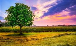 因为善良而更易吃亏，愿意相信美好的3星座