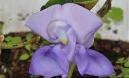 秦阳明2020年10月9日生肖运势