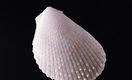 到了年底好运自来，有美好未来的生肖