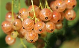 巨蟹座暗恋你的表现，你都知道吗？