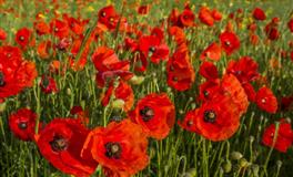 不喜欢撒娇卖萌的星座女，却依旧得到别人的宠爱，具有别样魅力