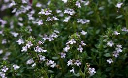 最有决断力的星座，做事有决心，做人有魄力，注定不平庸