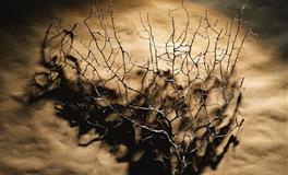 一旦陷入爱情，就变得好傻的星座