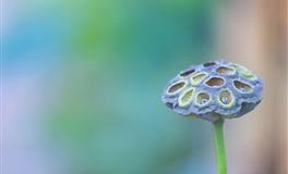 男人眼中气质佳，身材好，颜值高的四大星座女