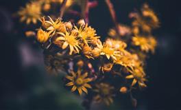 男人眼中长得最美，气质最好，最有魅力的三大星座女