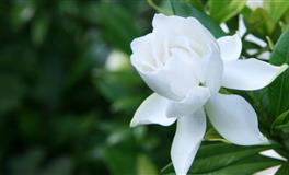 恋爱后比恋爱前会更加爱你的四大星座，你值得拥有