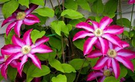 备胎超多的星座，暧昧不断桃花泛滥，却天赋异禀，太招异性喜欢