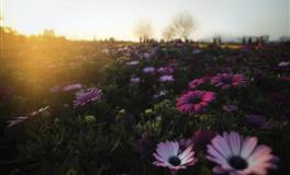 情路坎坷的3大星座女，容易错付真心，得不到甜蜜的爱情