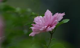 不善言辞，内心矛盾的三大星座，习惯压抑情感，容易画地为牢