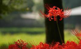 心有猛虎无畏果敢，一身胆色的星座