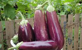 自愈能力比较强，不会轻易被困难所打倒，必定收获成功的生肖