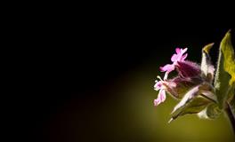 闹闹女巫店2020年11月十二星座运势