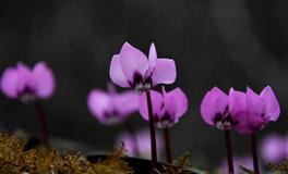 李居明2021年属龙人运势大全