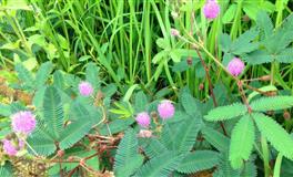 张鑫龙2021年3月26日生肖运势