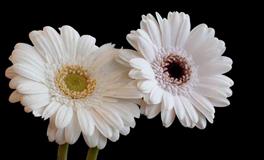 神叨酱3月21日心灵运势指引