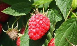 李云天今日生肖运势2021年3月6日