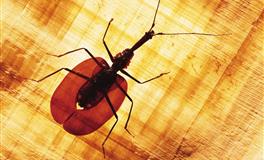 苏珊米勒每日运势2021年3月11日