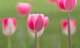 苏珊米勒一周星座运势（4.26-5.2）