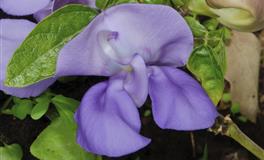 滴水之恩，涌泉相报的星座