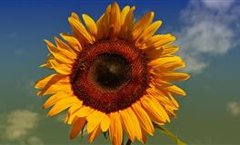 遇到冷暴力，双鱼座会怎么想？