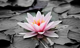 苏珊米勒每日运势2021年7月10-11日