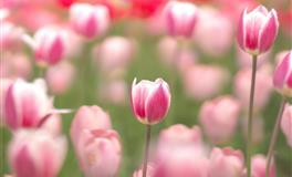 苏珊米勒每日运势2021年7月6日