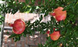 爱情始于感觉，选伴侣最盲目的四大星座