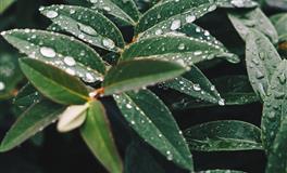 凰洛白羊座一周运势8.23-8.29