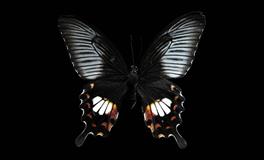 生肖羊的爱情脾气与择爱态度