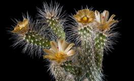 滴天居士12生肖一周运势（8月22日—8月28日）