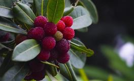 羲邑师姐生肖猴一周运势( 8月23日-8月29日)