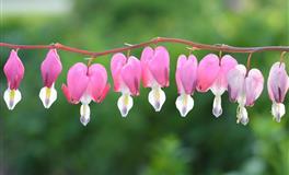 12星座该如何度过恋爱磨合期，恩爱到白头