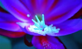 2021年底前【待嫁闺中】的星座女