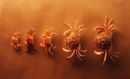 2021年9月星象挑战及解决办法