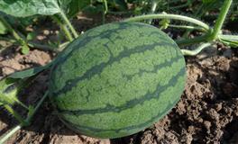 狂月天时处女座一周运势9.6-9.12