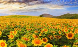 熊神进12生肖一周吉时吉事提点（10月2日-10月8日）