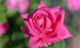 占星骑士白羊座一周职场运势（11.1-11.7）