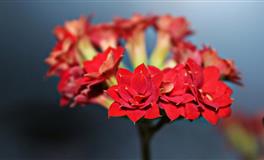 董易林生肖猴2022壬寅虎年三月运程