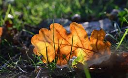 生肖马的宿命对象