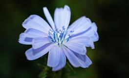 莫测之星2021年11月白羊座爱情婚恋运势