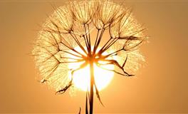 郑博士生肖猴每周运势（11.1-11.7)