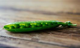 董易林生肖狗2022壬寅虎年健康运