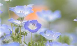 佩妮双鱼座每周占星运势11.1-11.7