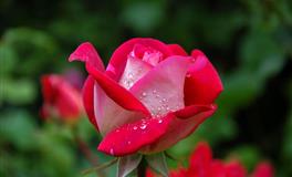 花甜金牛座一周运势（11.15-11.21）