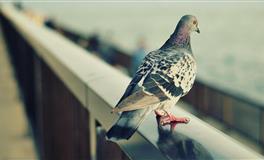 起空之花白羊座一周运势（11.22-11.28）