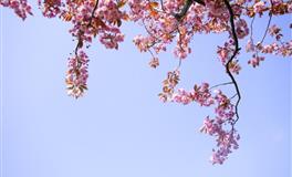 占星骑士双鱼座的感情提示（2021.11.5-12.3）