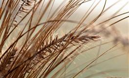 海百合金牛座一周运势(11.8-11.14)