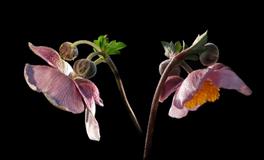 戏精，天生就有当演员的潜质的三大星座，你上榜了吗？